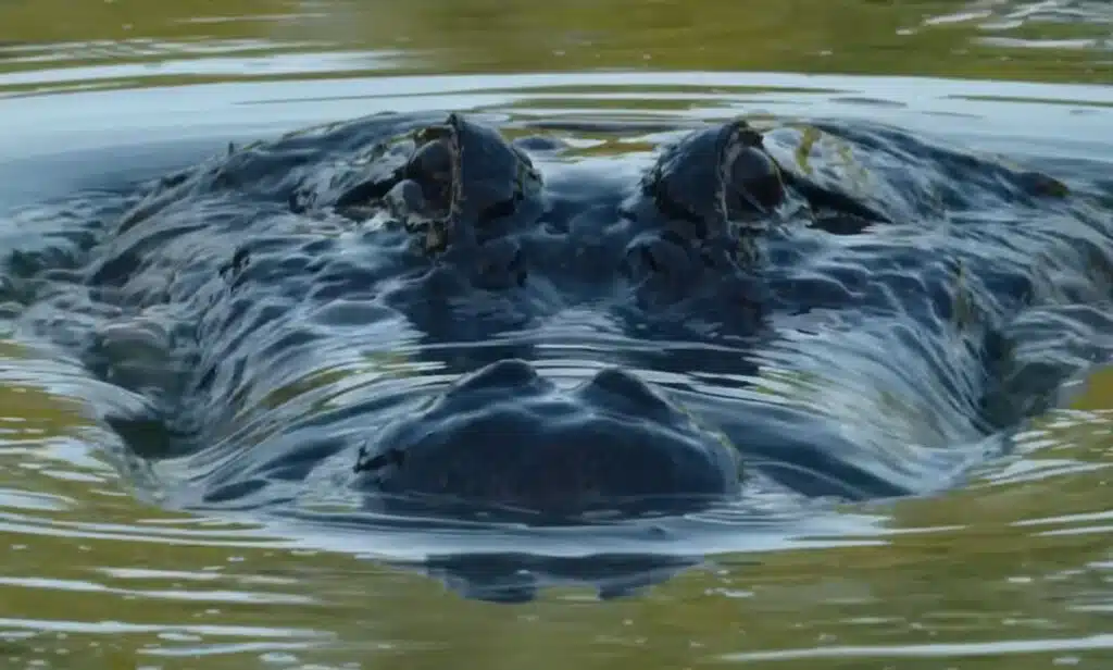 Historian karmaisevin luontodokumentti – tätä katsoessa voi mennä yöunet 1 Historian karmaisevin luontodokumentti – tätä katsoessa voi mennä yöunet