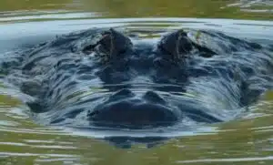 Historian karmaisevin luontodokumentti – tätä katsoessa voi mennä yöunet