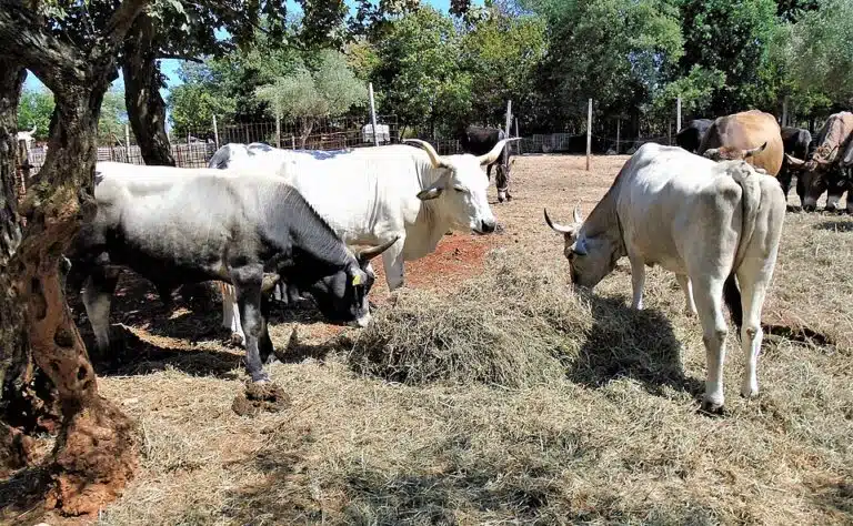 Farmi Suomi -jaksossa kuohui – kilpailija turhautui: ”Muut haluavat minut ulos täältä”